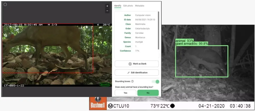 谷歌开源野生动物识别 AI 模型 SpeciesNet