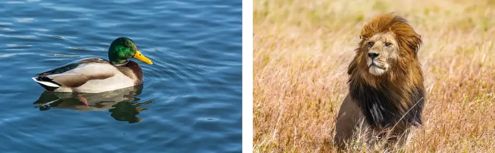 Deep Cogito发布Cogito v2 预览版：从“思考更多”到“直觉更强”的推理范式跃迁