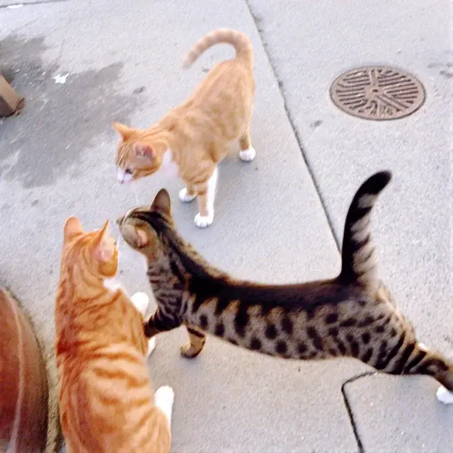 Chroma 模型家族正式发布:基于 FLUX.1-schnell,8.9亿参数开源无限制,4大分支适配不同需求