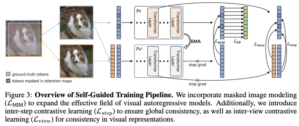 ST-AR:让自回归图像生成学会“先理解,再生成”