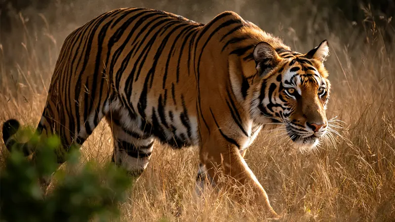 FLUX.2发布：联手英伟达优化RTX GPU，FP8版本显存与性能双提效40%